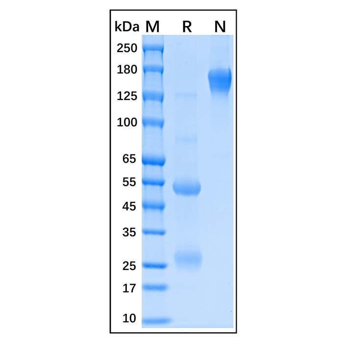 Albumin Antibody -    by Aladdin Scientific
