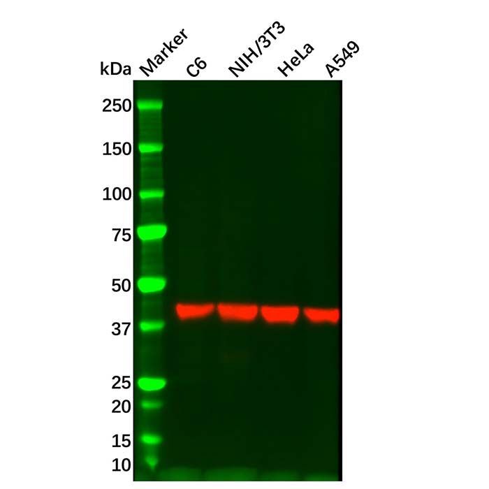 Rabbit Anti-Mouse IgG (HRP) - by Aladdin Scientific