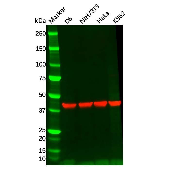 Rabbit Anti-Mouse IgG (Biotin) - by Aladdin Scientific