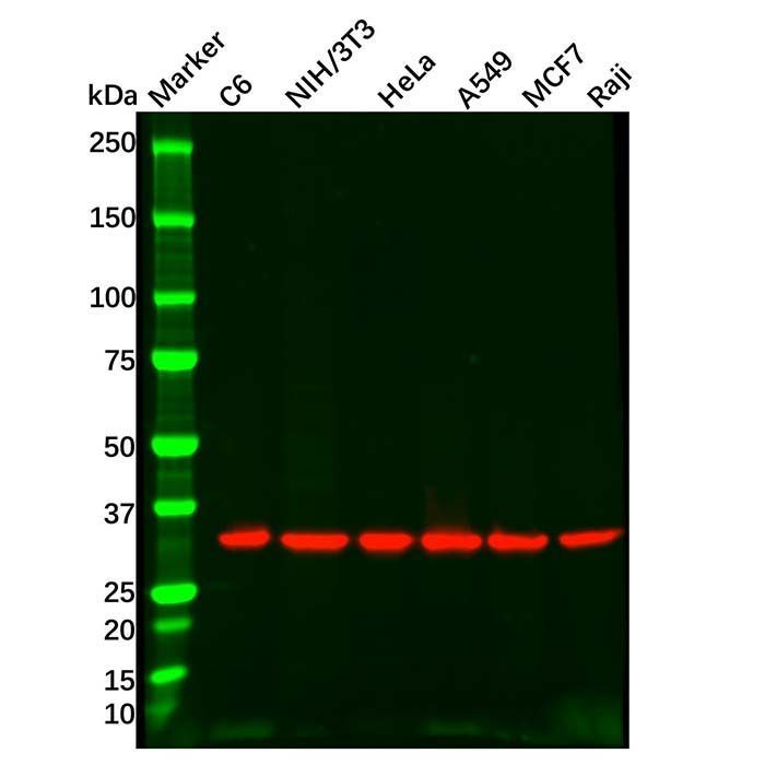 Goat Anti-Rabbit IgG H&L (Biotin) - by Aladdin Scientific