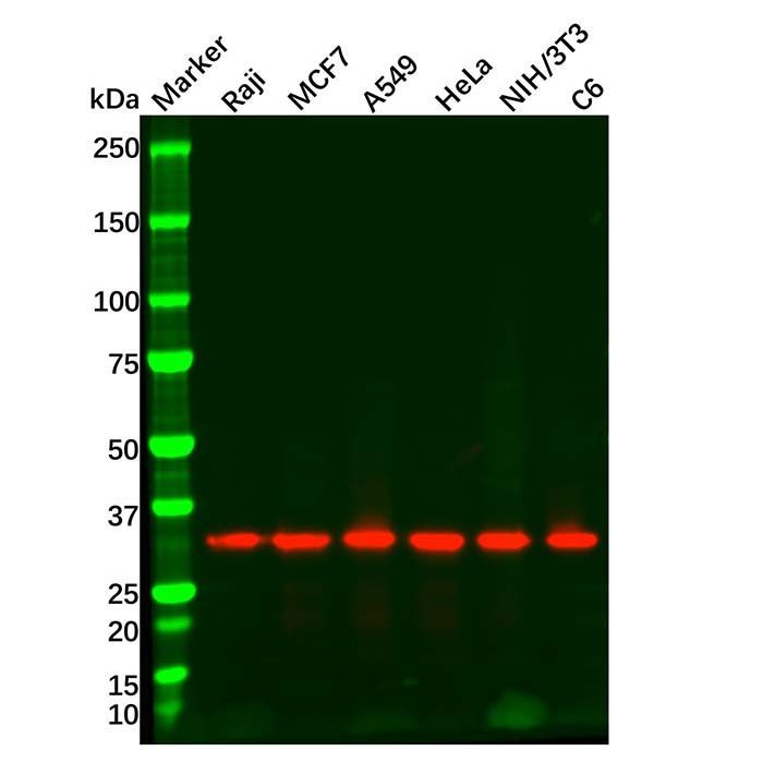 Goat Anti-Rabbit IgG H&L (HRP) - by Aladdin Scientific