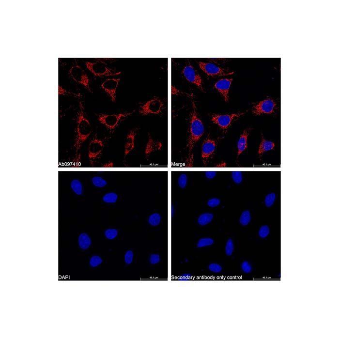 Goat Anti-Rabbit IgG H&L (Cy5) - by Aladdin Scientific