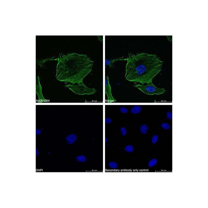 Goat Anti-Rabbit IgG H&L (FITC) - by Aladdin Scientific