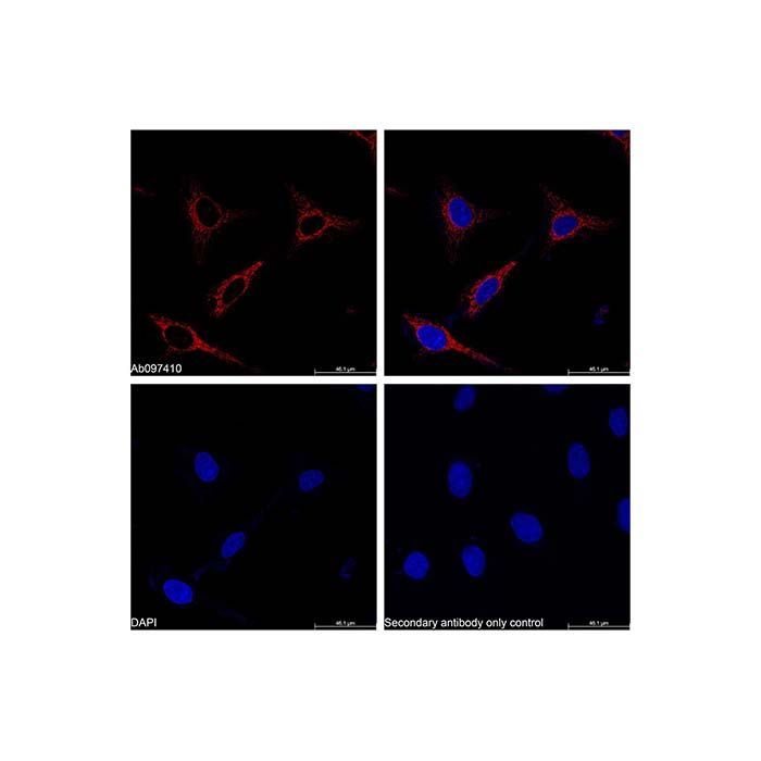 Goat Anti-Rabbit IgG H&L (PE) - by Aladdin Scientific