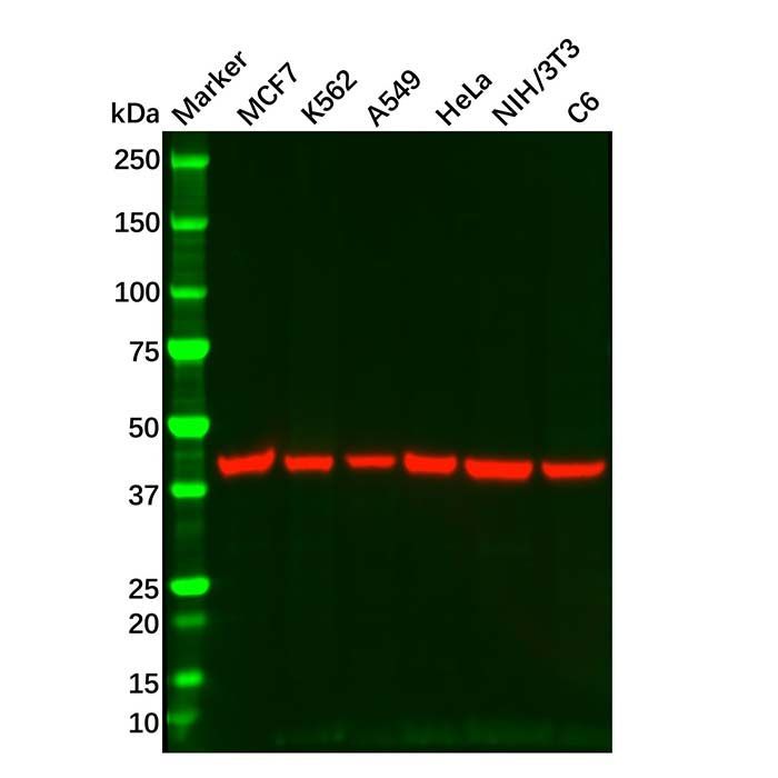 Goat Anti-Mouse IgG H&L (HRP) -    by Aladdin Scientific