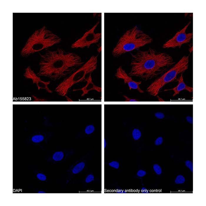 Goat Anti-Mouse IgG H&L (PE) -    by Aladdin Scientific