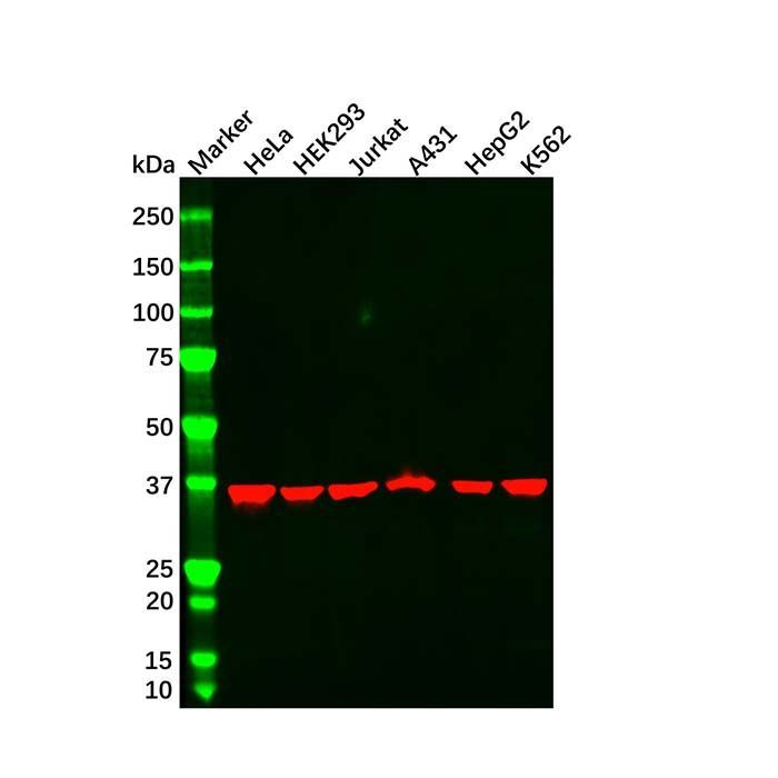 GAPDH Mouse mAb - by Aladdin Scientific
