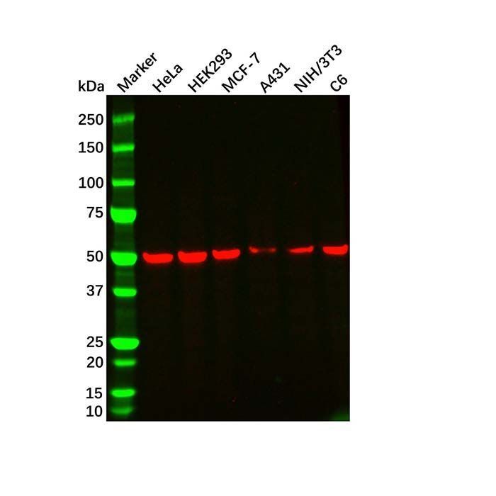 beta Tubulin Mouse mAb - by Aladdin Scientific