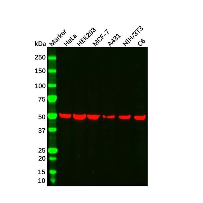 beta Tubulin Mouse mAb - by Aladdin Scientific