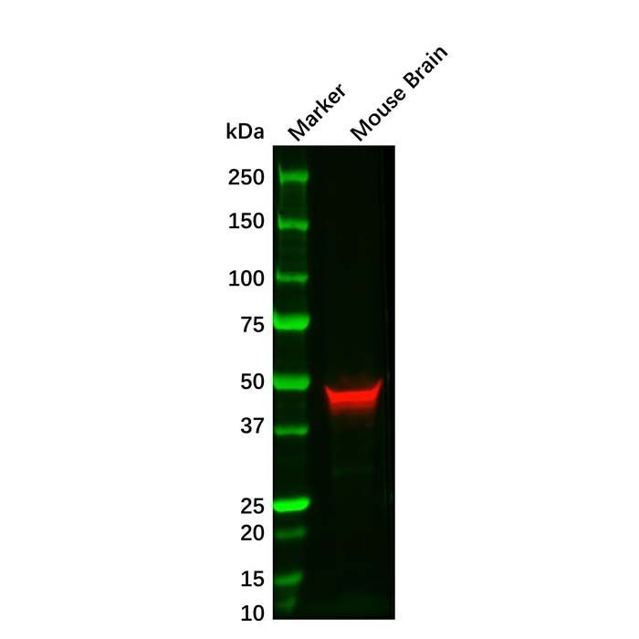 GFAP Mouse mAb -    by Aladdin Scientific