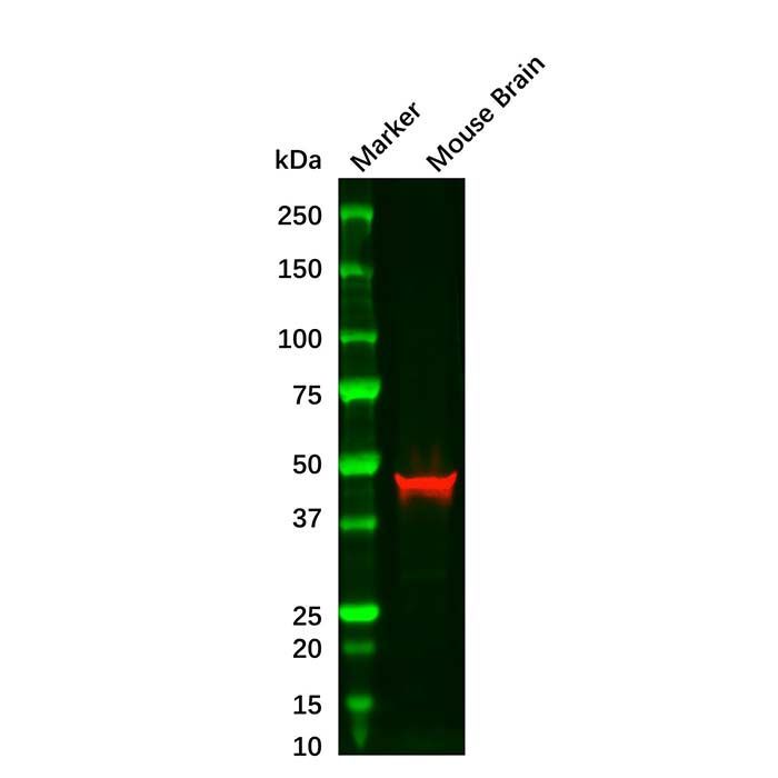 GFAP Mouse mAb - by Aladdin Scientific