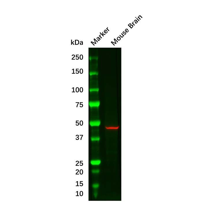 GFAP Mouse mAb -    by Aladdin Scientific