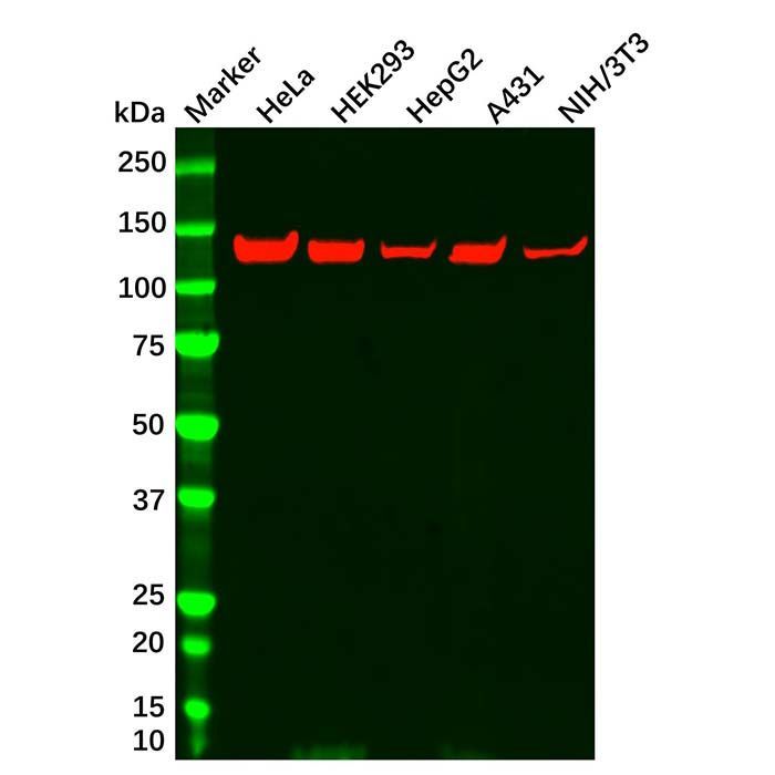 Vinculin Mouse mAb - by Aladdin Scientific