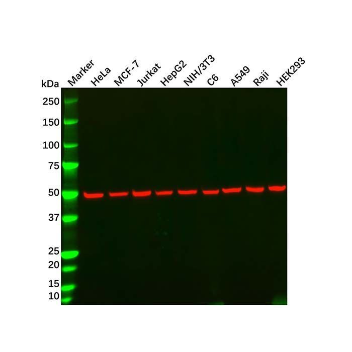 alpha Tubulin Mouse mAb - by Aladdin Scientific