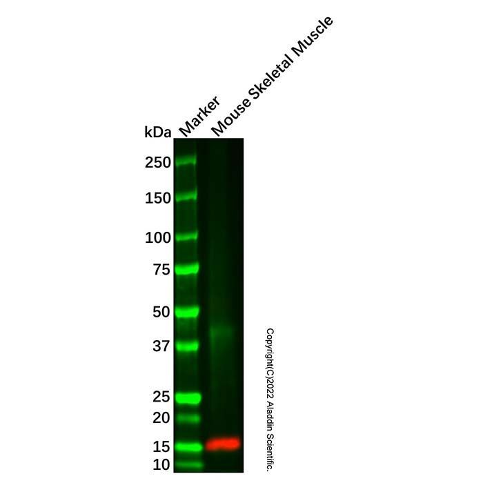 Parvalbumin Mouse mAb -    by Aladdin Scientific