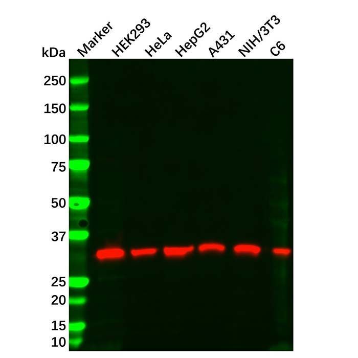 PCNA Mouse mAb - by Aladdin Scientific