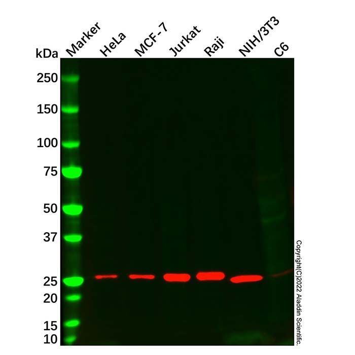 Bcl-2 Mouse mAb -    by Aladdin Scientific