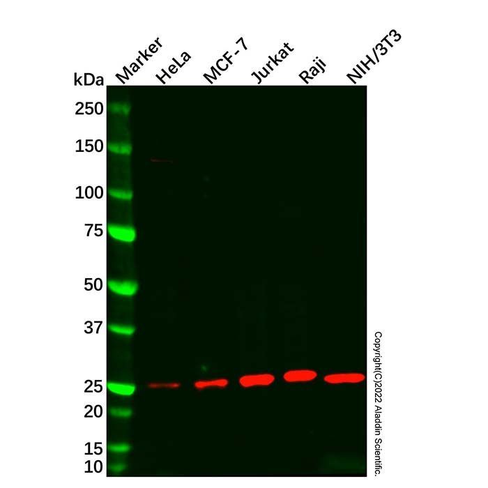 Bcl-2 Mouse mAb - by Aladdin Scientific