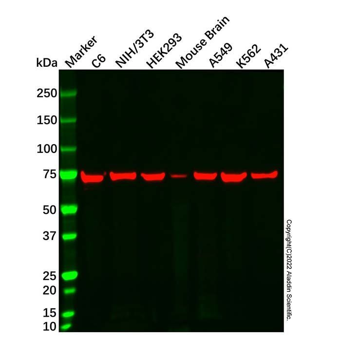 Grp75 Mouse mAb - by Aladdin Scientific