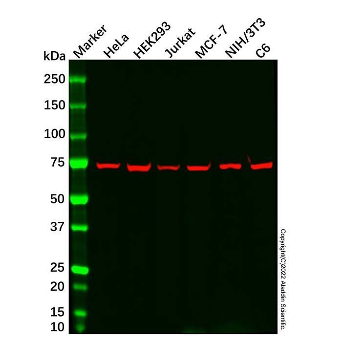Grp75 Mouse mAb - by Aladdin Scientific