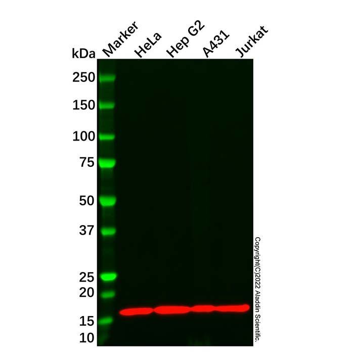 COX IV Mouse mAb -    by Aladdin Scientific