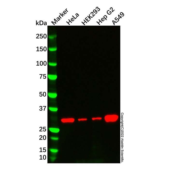 HO-1 Mouse mAb -    by Aladdin Scientific