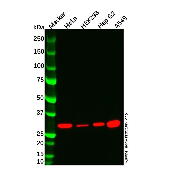 HO-1 Mouse mAb - by Aladdin Scientific