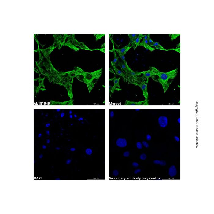 Goat Anti-Mouse IgG H&L (AF488) -    by Aladdin Scientific