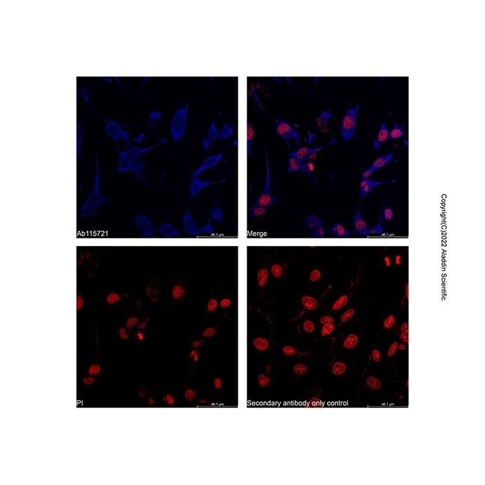Goat Anti-Rabbit IgG H&L (AF405) -    by Aladdin Scientific