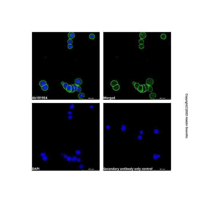 Goat Anti-Rabbit IgG H&L (AF488) -    by Aladdin Scientific