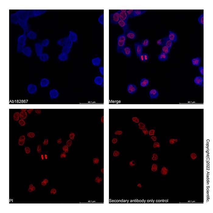 IgG antihumana de cabra (AF405) - by Aladdin Scientific