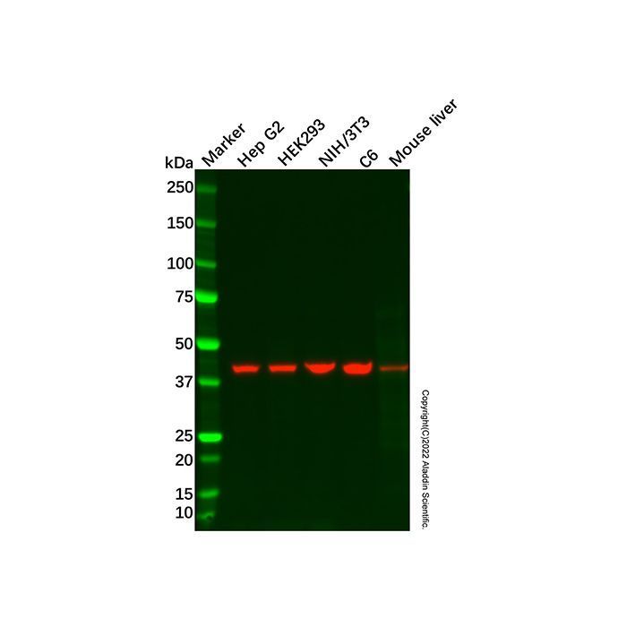 SGK2 Antibody -    by Aladdin Scientific