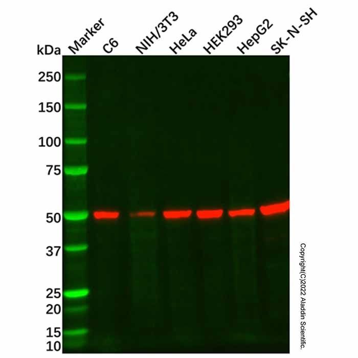 beta III Tubulin Mouse mAb -    by Aladdin Scientific