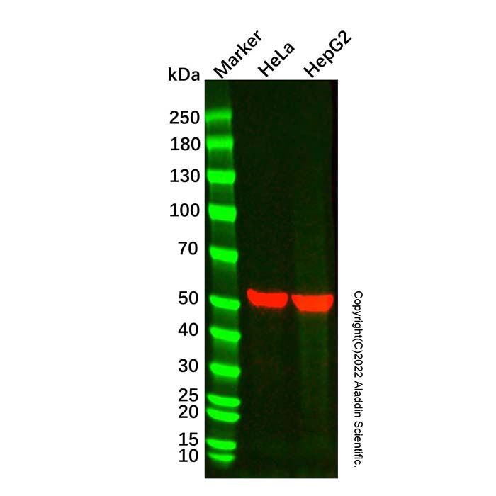 Caspase-9 Mouse mAb -    by Aladdin Scientific