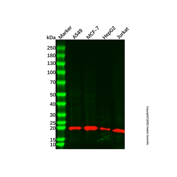BID Mouse mAb -    by Aladdin Scientific