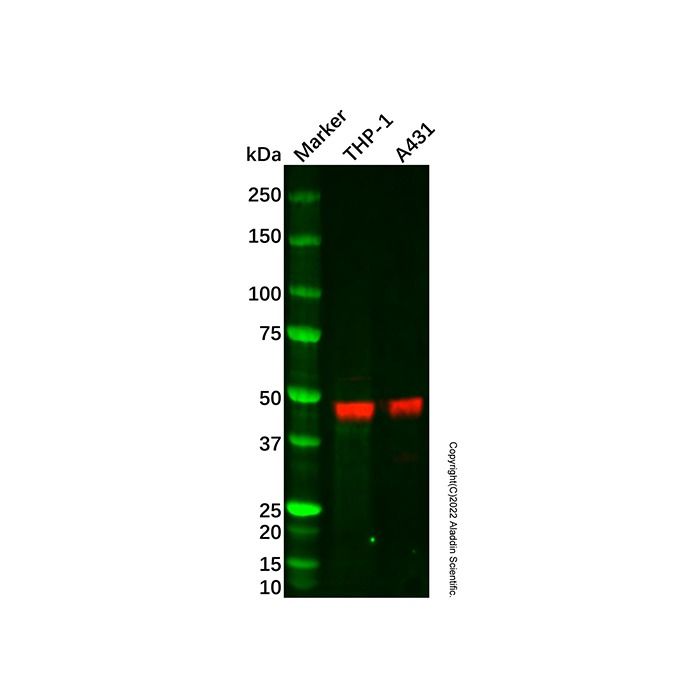 Caspase-1 Mouse mAb -    by Aladdin Scientific