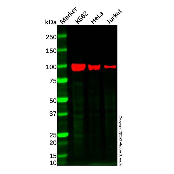 c-Kit Mouse mAb -    by Aladdin Scientific