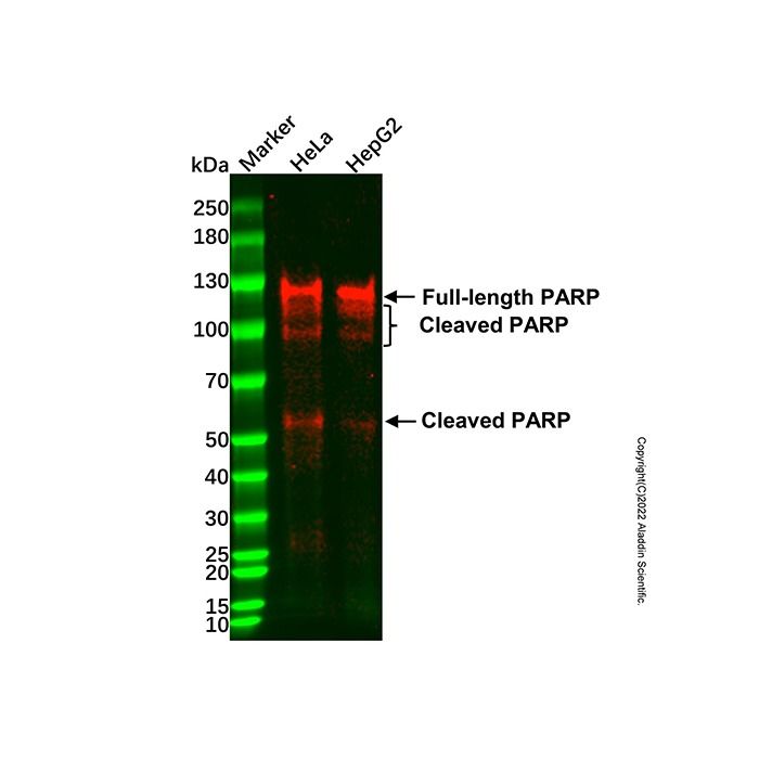 PARP Mouse mAb -    by Aladdin Scientific