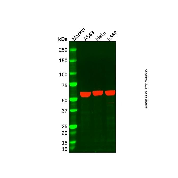 XIAP Mouse mAb -    by Aladdin Scientific