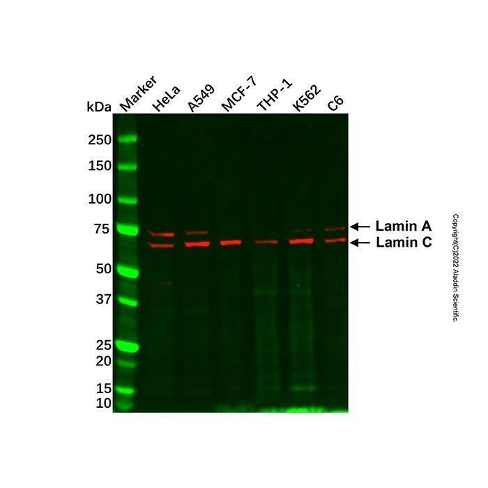 Lamin A/C Mouse mAb -    by Aladdin Scientific