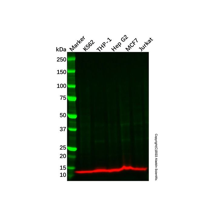 eIF1 Antibody -    by Aladdin Scientific