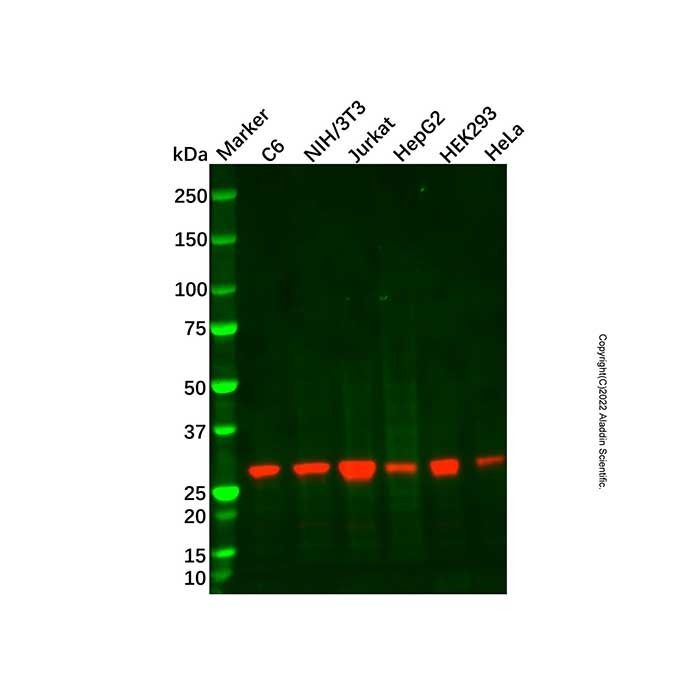 HMGB1 Mouse mAb -    by Aladdin Scientific