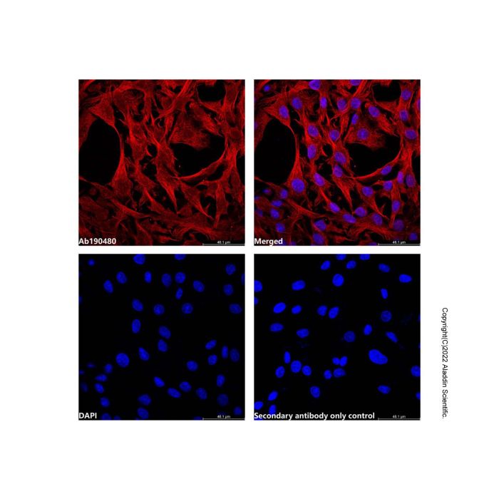 Goat Anti-Mouse IgG H&L (AF750) -    by Aladdin Scientific