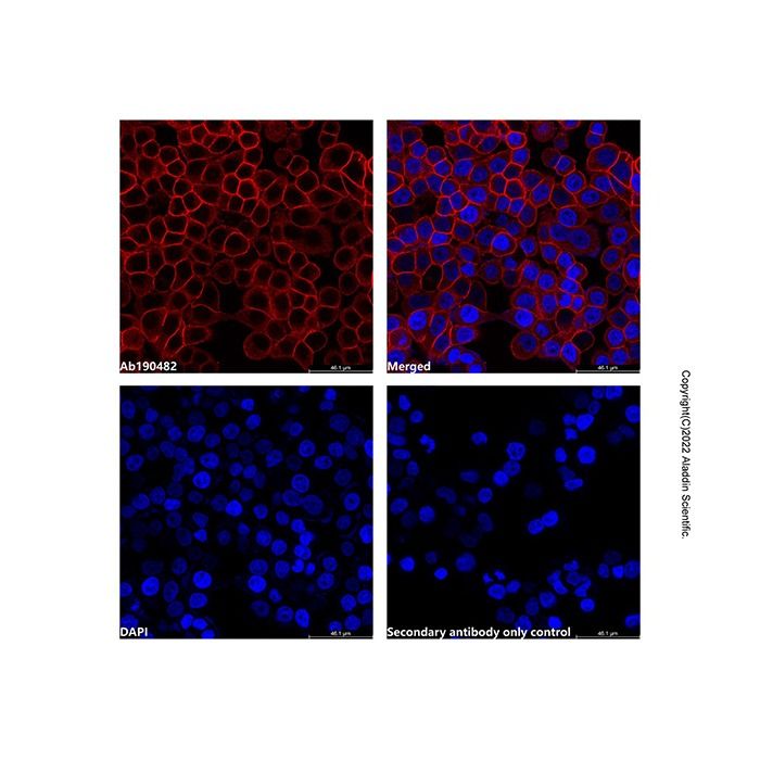 Goat Anti-Rabbit IgG H&L (AF700) -    by Aladdin Scientific