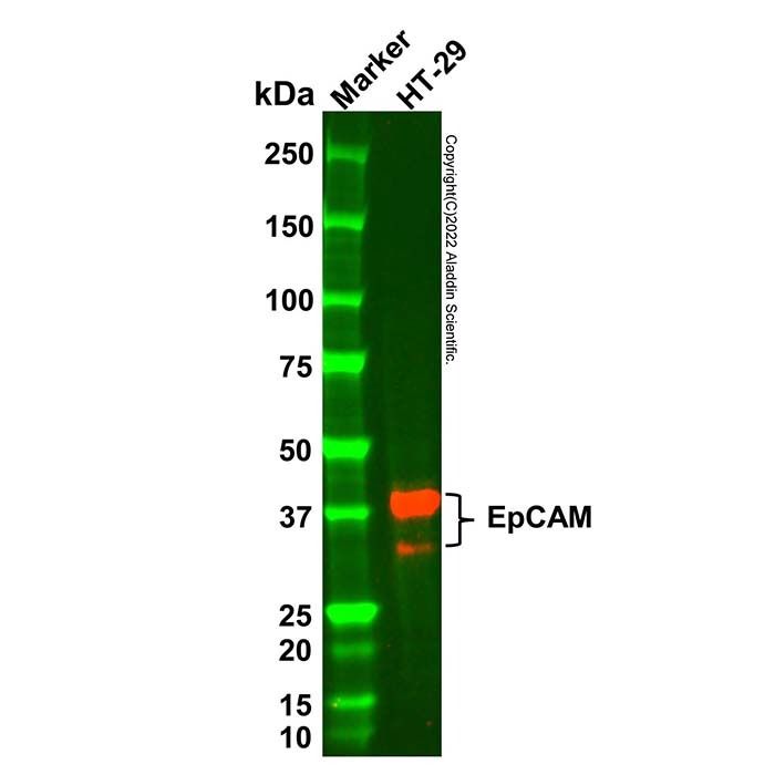 EpCAM Mouse mAb -    by Aladdin Scientific