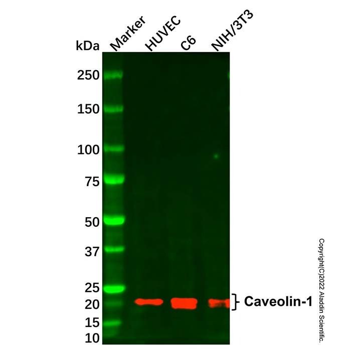 Caveolin-1 Mouse mAb -    by Aladdin Scientific