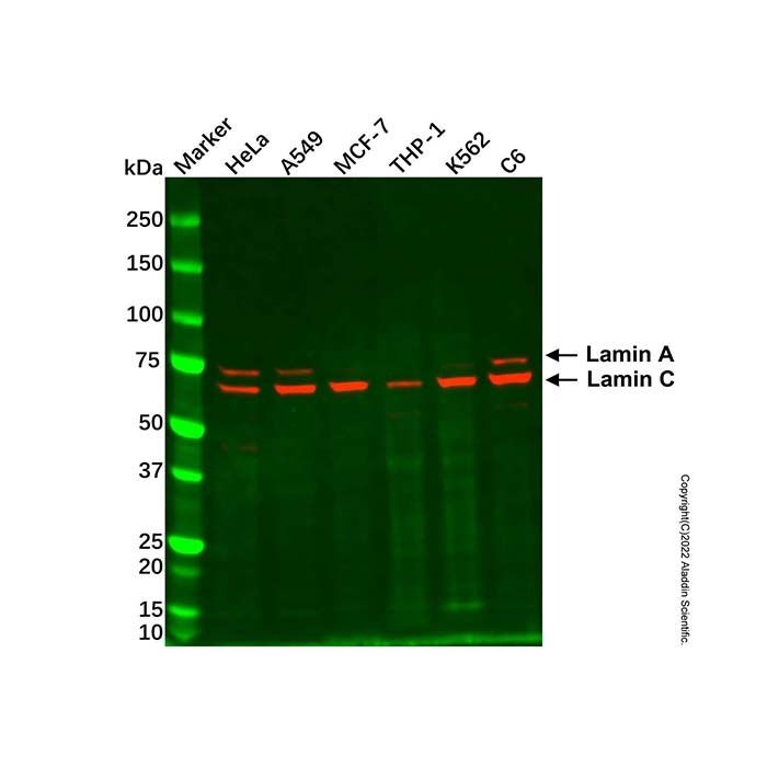 Lamin A/C Mouse mAb - by Aladdin Scientific