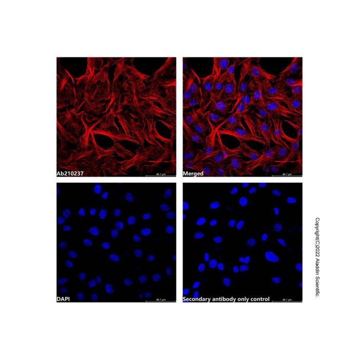 Goat Anti-Mouse IgG H&L (Cy3) -    by Aladdin Scientific