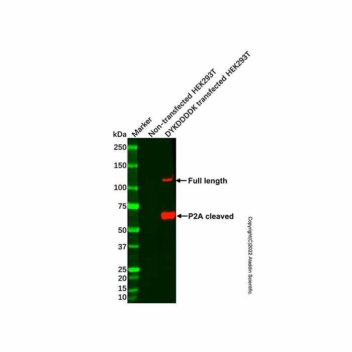 Recombinant DYKDDDDK tag (Binds to Flag tag) Antibody -    by Aladdin Scientific