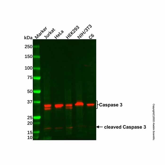 Caspase 3 Mouse mAb - by Aladdin Scientific